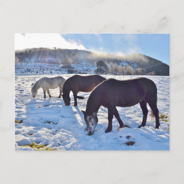 Scottish Ponies Postcard (Front)