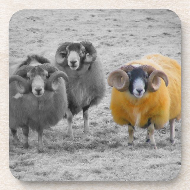 Scottish Rams Beverage Coaster (Front)