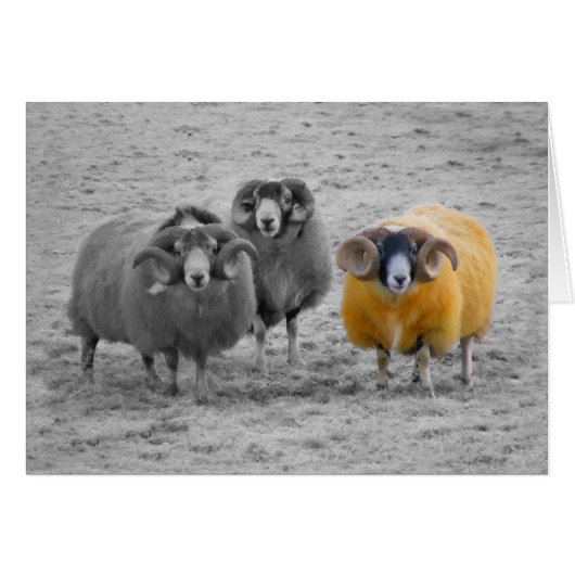 Scottish Rams Cards (Front Horizontal)
