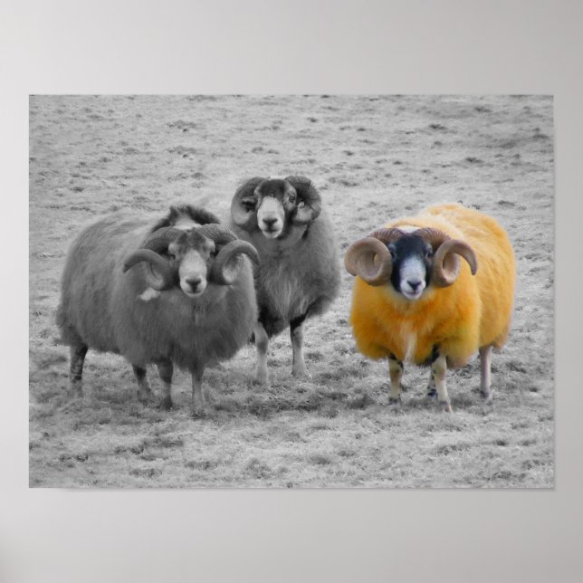 Scottish Rams Poster (Front)