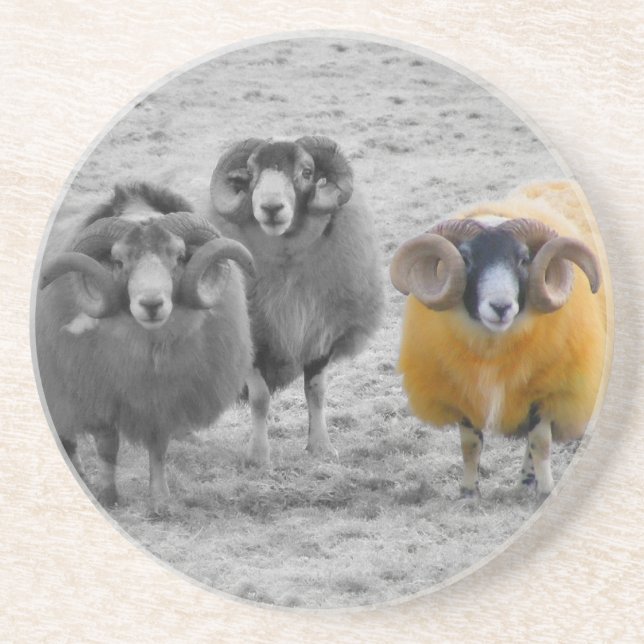 Scottish Rams Sandstone Coaster (Front)