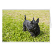 Scottish Terrier (Front Horizontal)