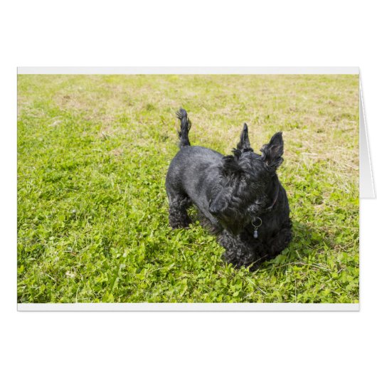 Scottish Terrier (Front Horizontal)
