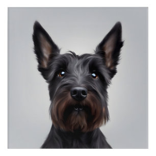 Scottish Terrier Acrylic Print