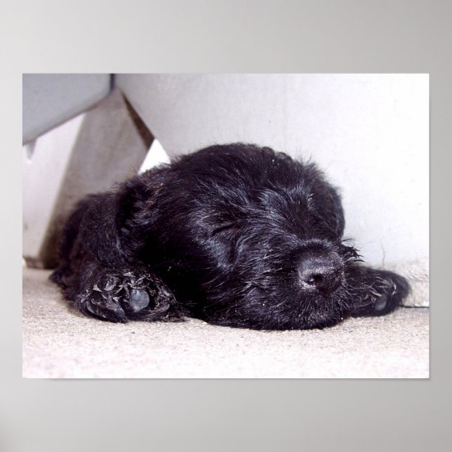 Scottish Terrier black puppy napping close up Poster (Front)