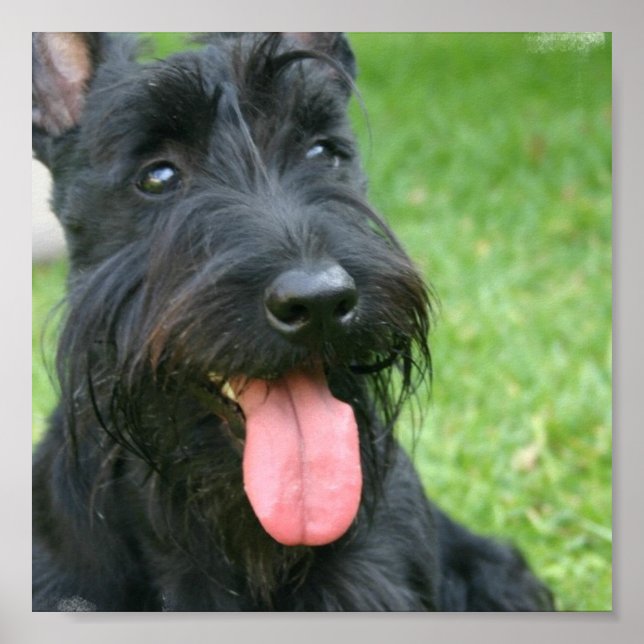 Scottish Terrier Canvas Print (Front)