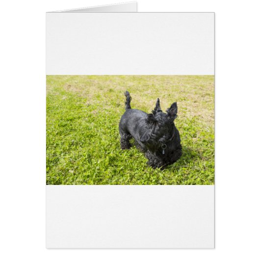 Scottish Terrier Cards (Front)