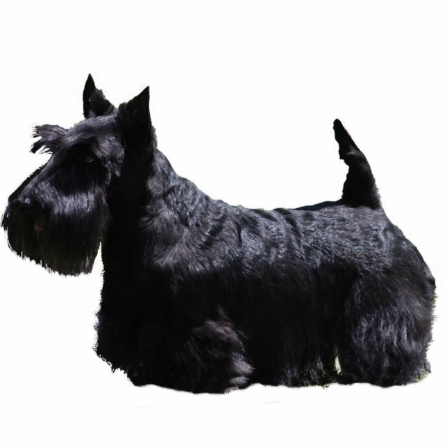 Scottish Terrier Cutout (Front)