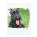Scottish Terrier Dog Postcard