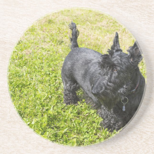 Scottish Terrier Drink Coaster (Front)