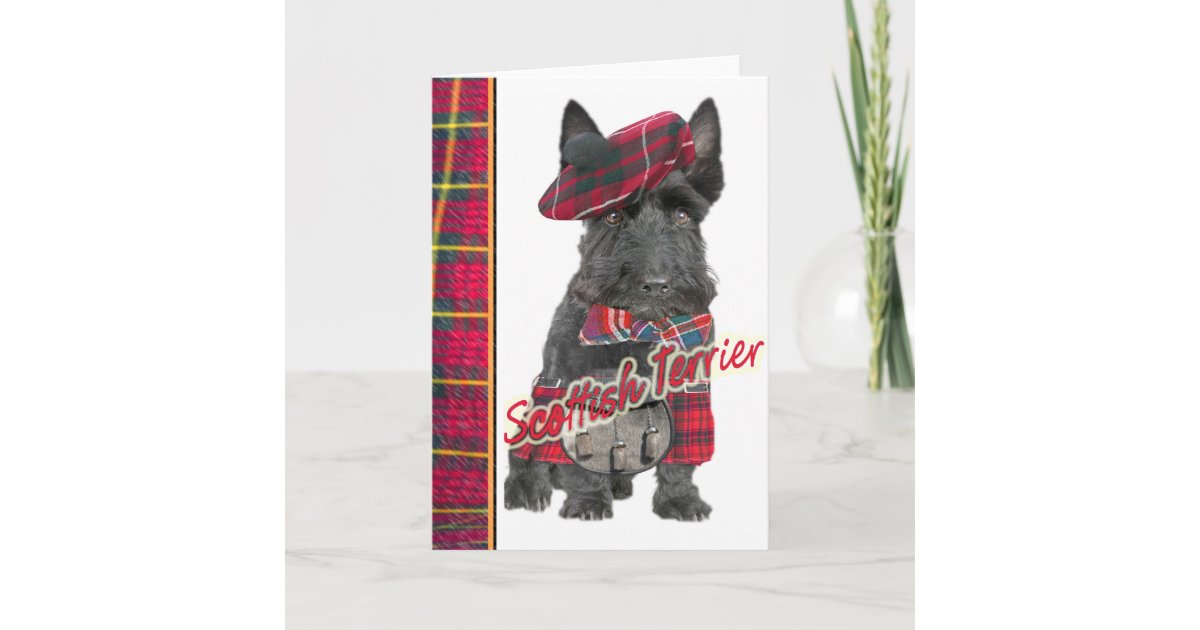 Scottish Terrier in Kilt greeting cards Zazzle