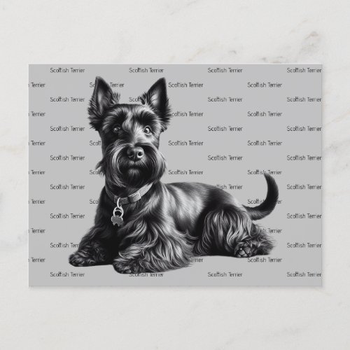 Scottish Terrier in Postcard
