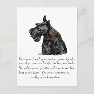 Scottish Terrier Keepsake - MALE Dog Postcard