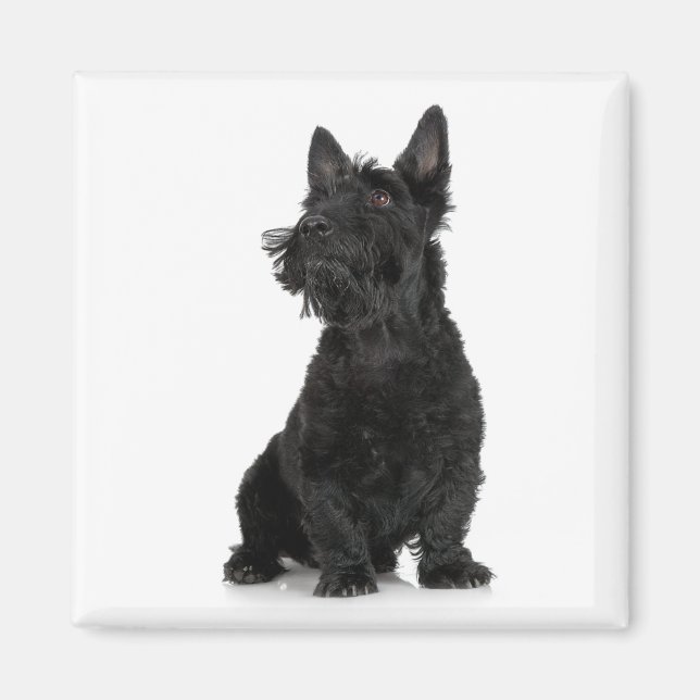 Scottish Terrier Magnet (Front)