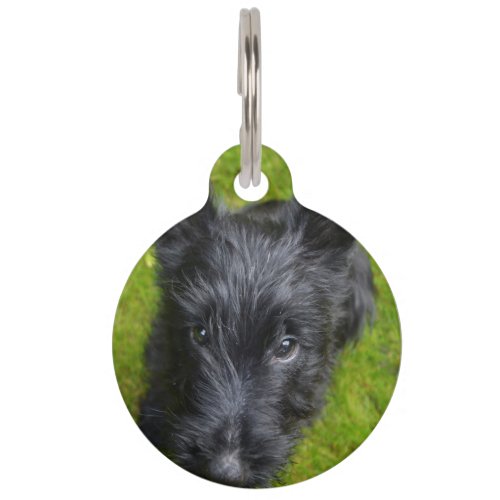 Scottish Terrier Pet ID Tag