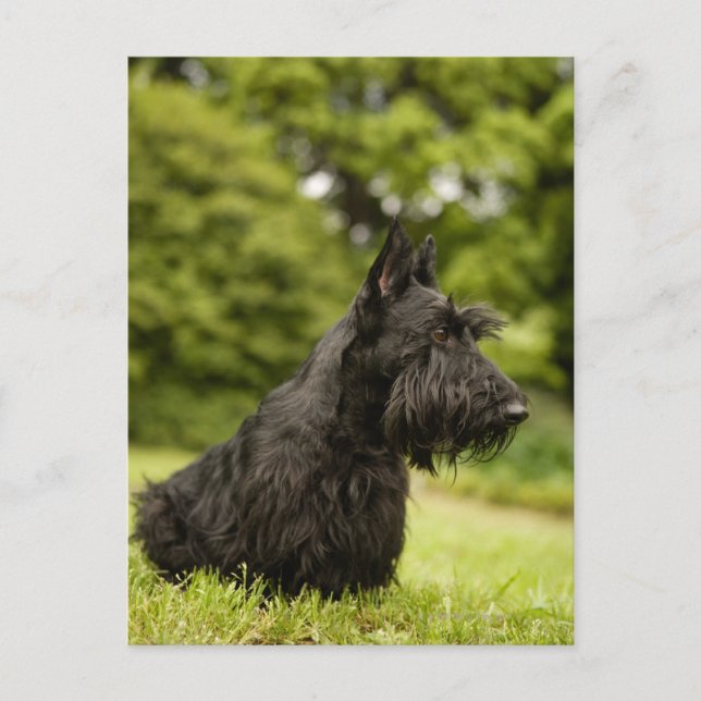 Scottish Terrier Postcard (Front)