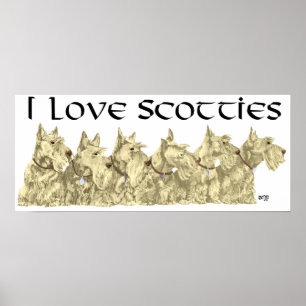 Scottish Terrier Poster