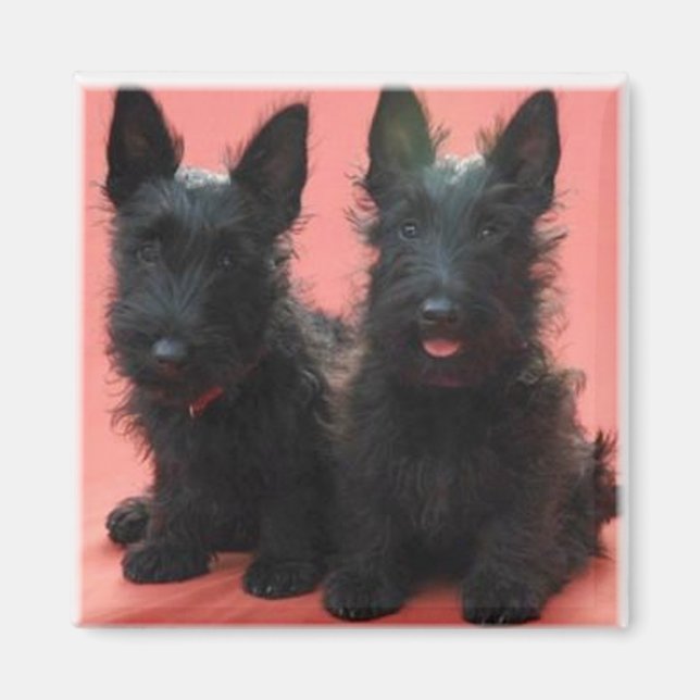 Scottish Terrier puppies magnet (Front)