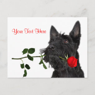 Scottish Terrier Puppy Red Rose Valentine Design Holiday Postcard