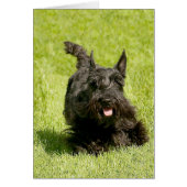 Scottish Terrier Running Free (Front)
