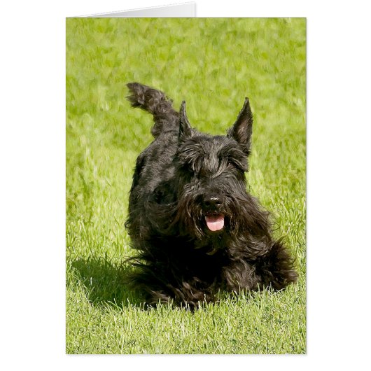 Scottish Terrier Running Free Cards (Front)