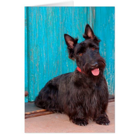 Scottish Terrier sitting by colorful doorway (Front)