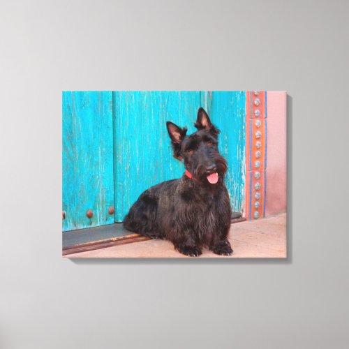 Scottish Terrier sitting by colorful doorway Canvas Print