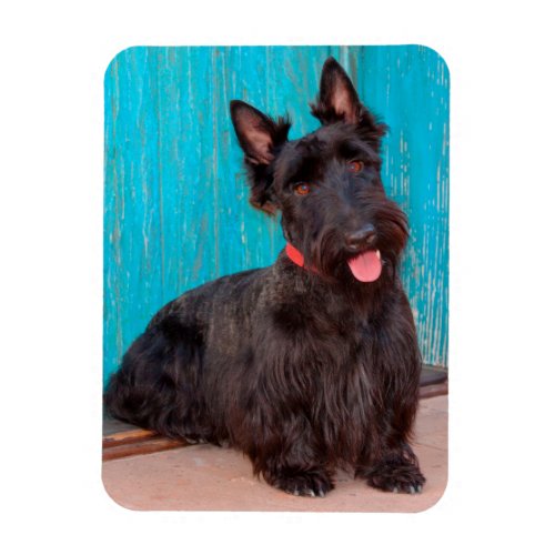 Scottish Terrier sitting by colorful doorway Magnet