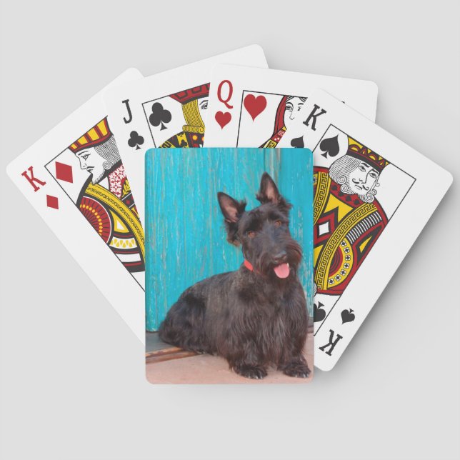 Scottish Terrier sitting by colorful doorway Poker Cards (Back)
