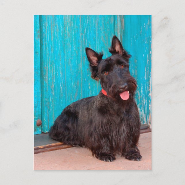 Scottish Terrier sitting by colorful doorway Postcard (Front)