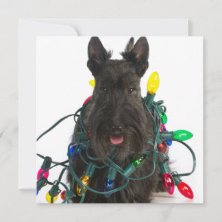 Scottish Terrier Tangled In Christmas Lights Holiday Card