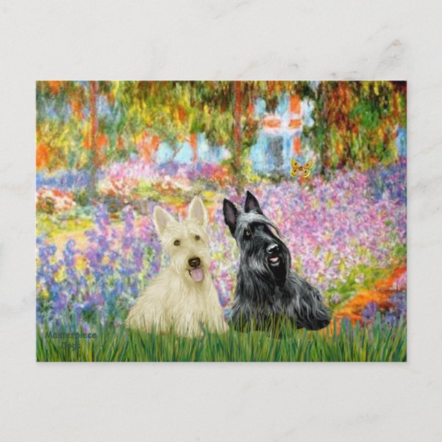Scottish Terrier (two BW) - Garden Postcard (Front)