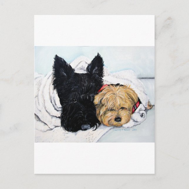 Scottish Terrier & Yorkie Best Friends Postcard (Front)