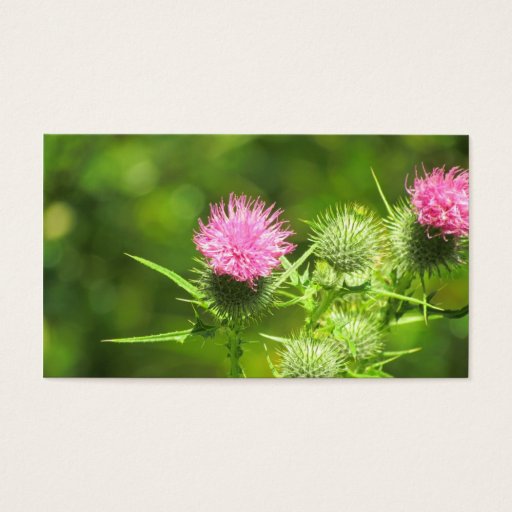 Customizable Scottish Thistle Business Card Templates
