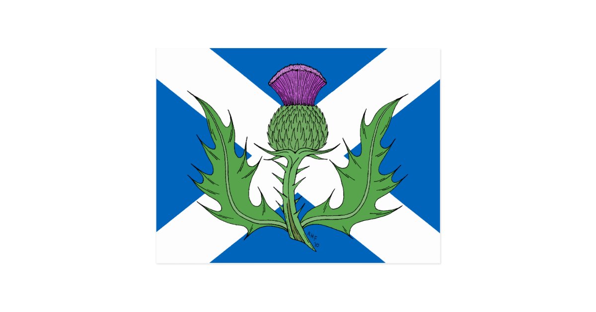 Scottish Thistle and Saltire Postcard | Zazzle