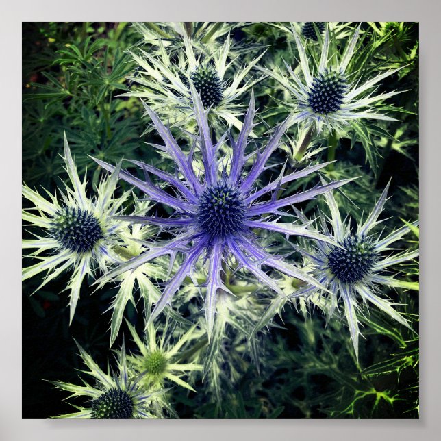 Scottish Thistle Art Print (Front)