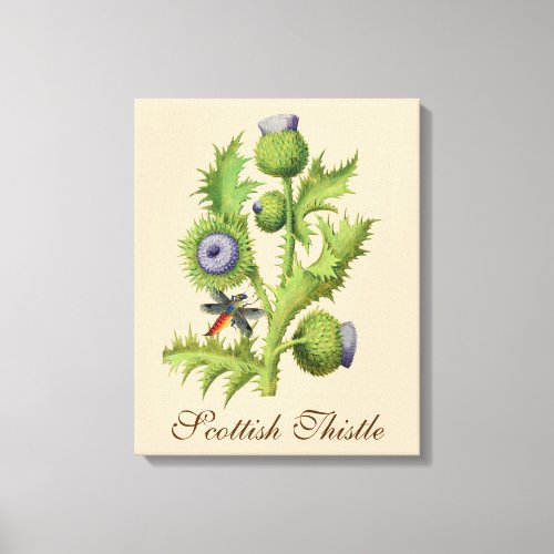 Scottish Thistle Botanical  Canvas Print