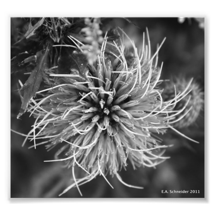 Scottish Thistle by E.A. Schneider Art Photo