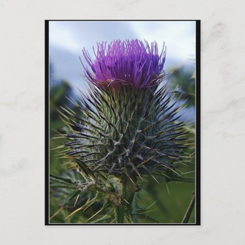 Scottish Thistle Fine Art Photography Postcard