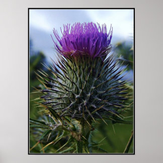 Scottish Thistle Art & Framed Artwork | Zazzle