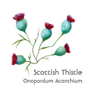 Scottish Thistle Wedding Gifts Zazzle
