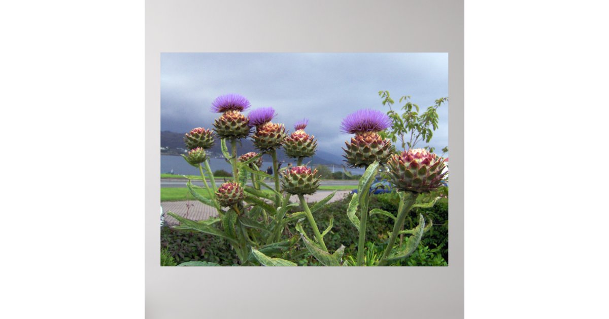 Scottish Thistle Poster | Zazzle