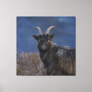 Scottish Wild Goat Canvas Print