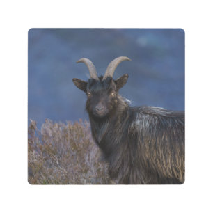 Scottish Wild Goat Metal Print
