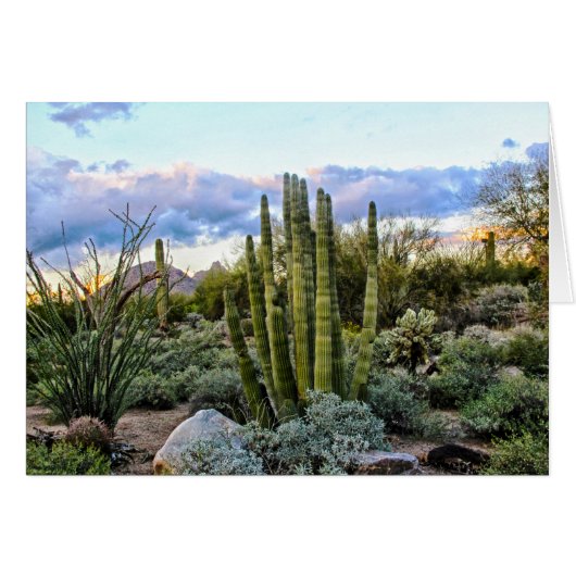 Scottsdale Succulent Sunset Cards (Front Horizontal)