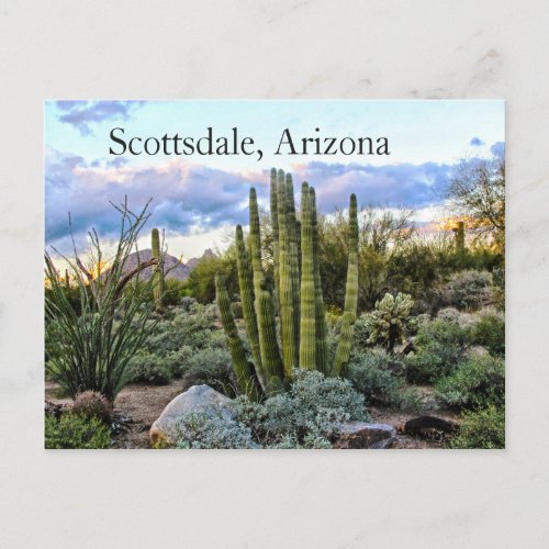 Scottsdale Succulent Sunset Postcard