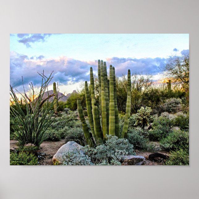 Scottsdale Succulent Sunset Poster (Front)