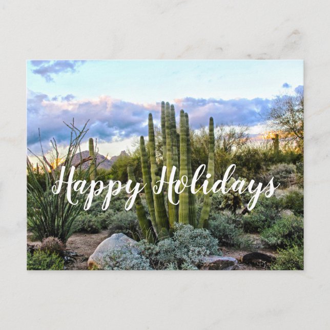 Scottsdale Succulent Sunset, Scottsdale, Arizona Postcard (Front)