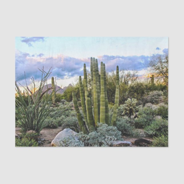 Scottsdale Succulent Sunset Tissue Paper (Front)