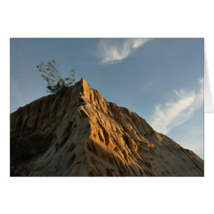 Scraggly Torrey Pine at Sunset California Coast